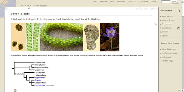 Sample web page of the Tree of Life