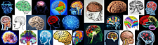 Tribute to the European Huam Brain Project (HBP) and to the American Huam Brain Activity Map Project (BAM) ; 