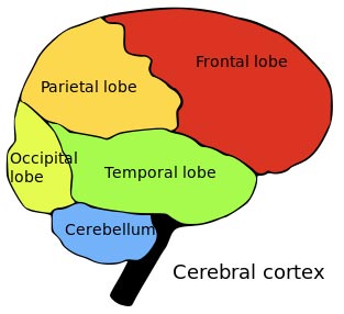 human brain regions