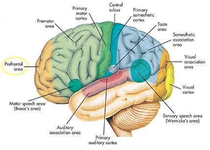 human brain areas