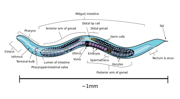 Caenorhabditis elegans (Wikipedia)