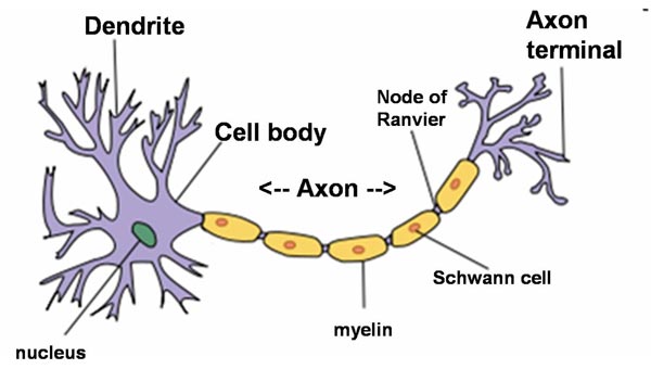 Neurons