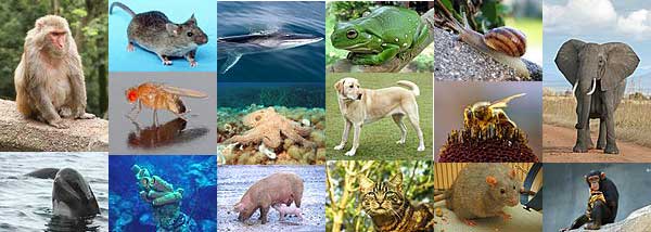wikipedia animals